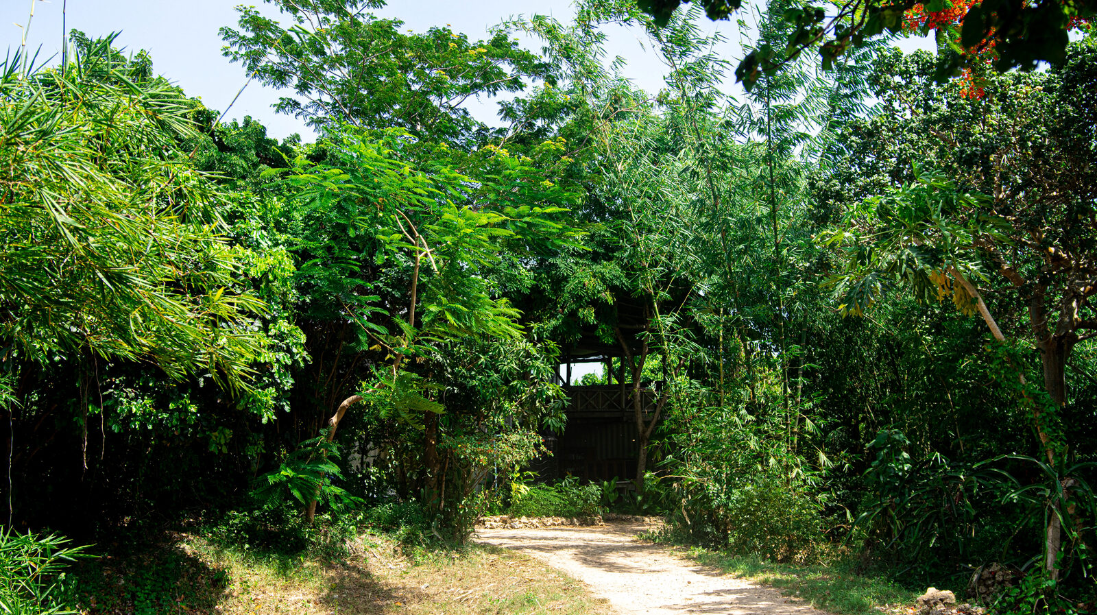A regenerated Zanzibar landscape designed by the studio